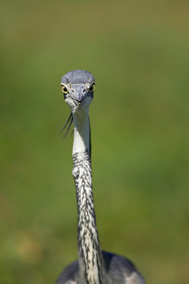 Black-headed heron (Ardea melanocephala), Addo Elephant National Park, South Africa, Africa