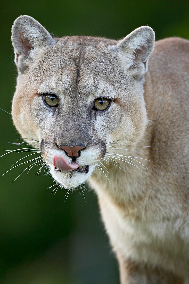 Mountain lion (cougar) (Felis concolor), in captivity, Sandstone, Minnesota, United States of America, North America