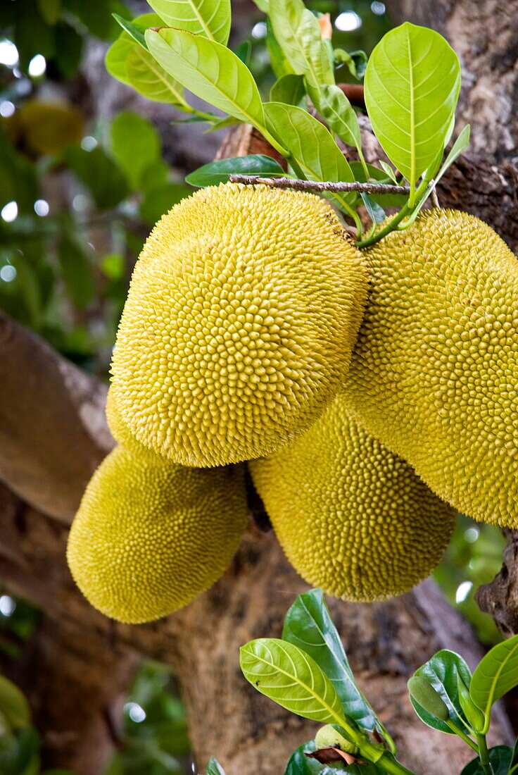 Jackfruit on tree, Ayuthaya, Thailand, Southeast Asia, Asia