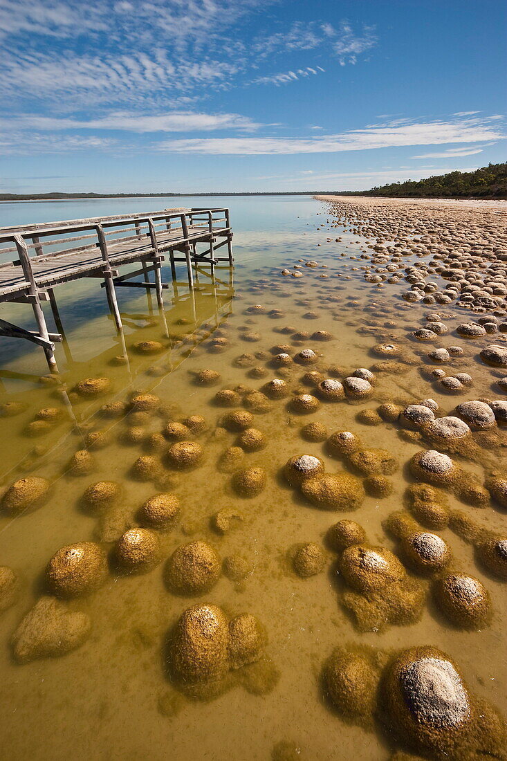 Thrombolites, a variey of microbialite or living rock that produce oxygen and deposit calcium carbonate, similar to some of the earliest fossil forms of life found on Earth, Lake Clifton, Yalgorup National Park, Mandurah, Western Australia, Australia, Pac