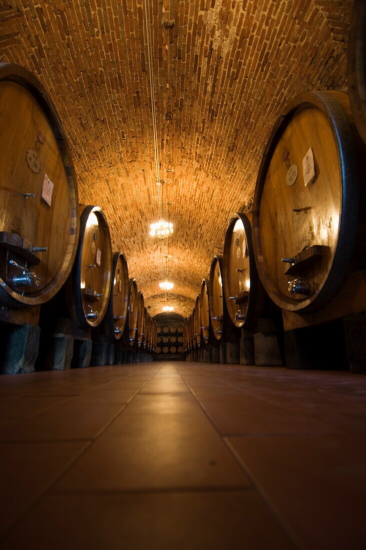 Wine casks in the wine cellars of the Villa Vignamaggio, a wine producer whose wines were the first to be called Chianti, near Greve, Chianti, Tuscany, Italy, Europe