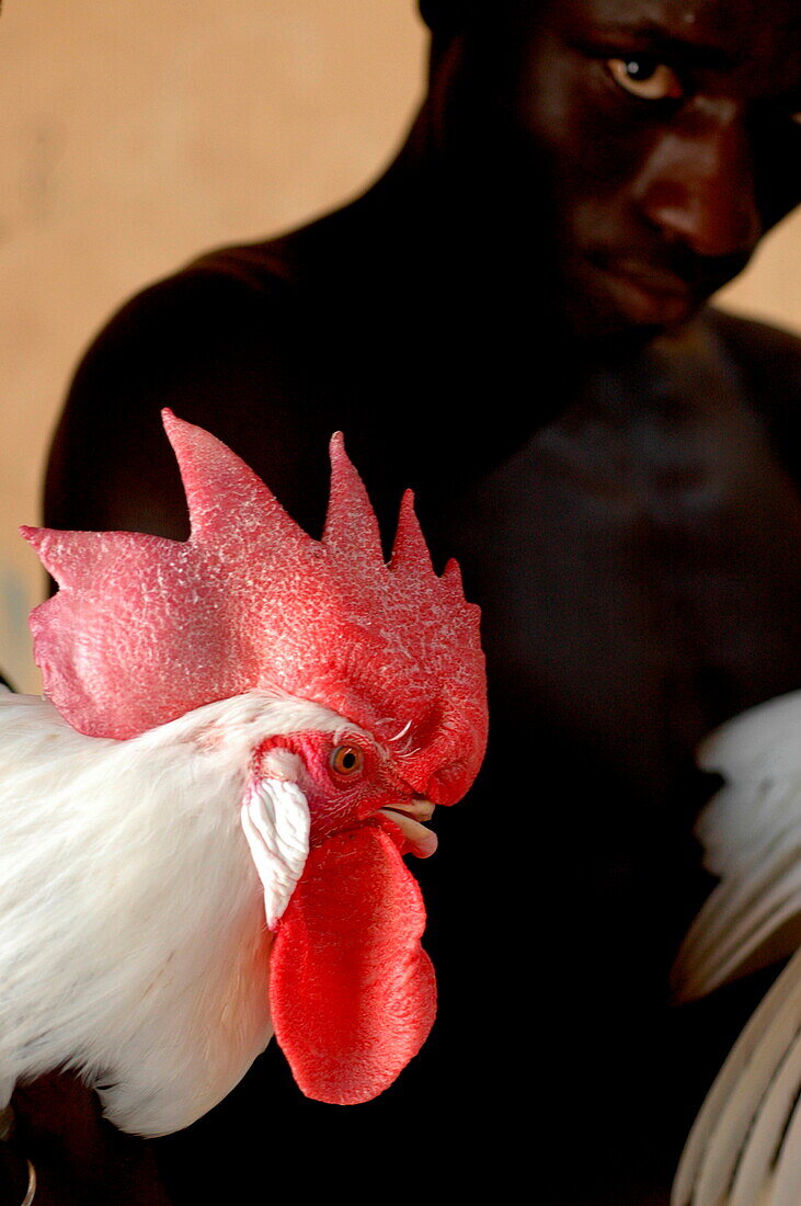 Man with rooster, Mbao, Senegal, West Africa, Africa