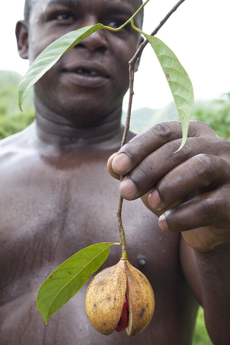 Grenadian farmer holding fruit containing the seed of nutmeg, with red covering of mace, Grenada, West Indies, Central America