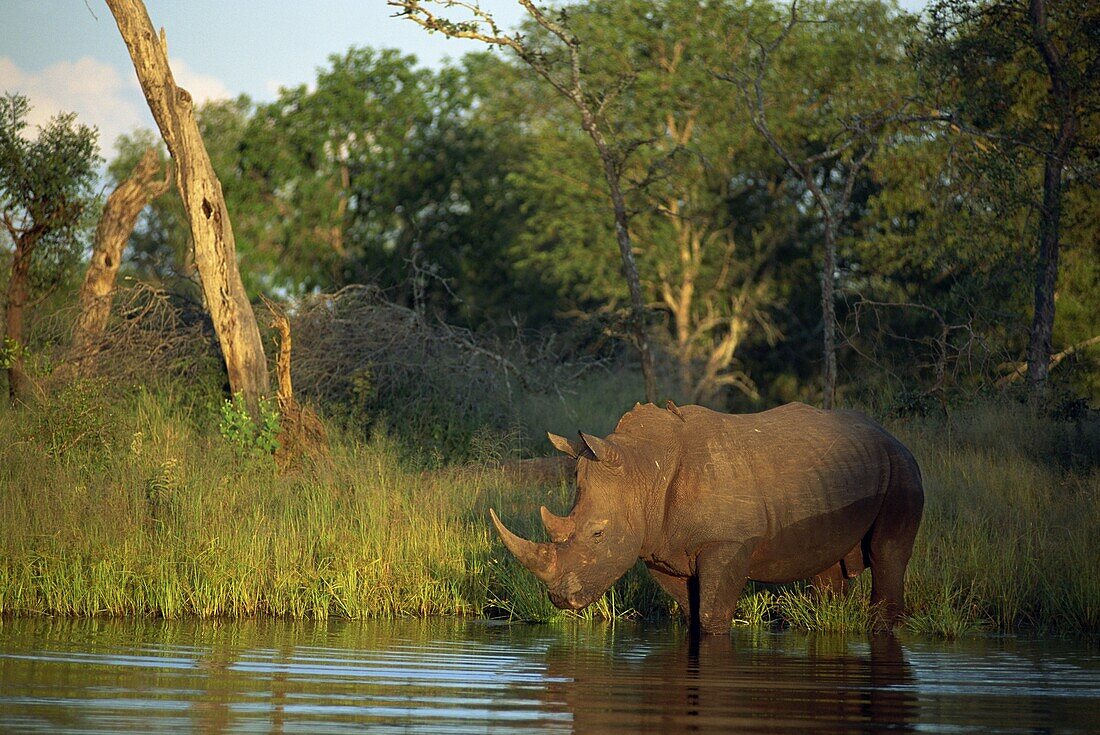 A single square-lipped or white rhinoceros (Ceratotherium simus) standing in water, Kruger National Park, South Africa, Africa