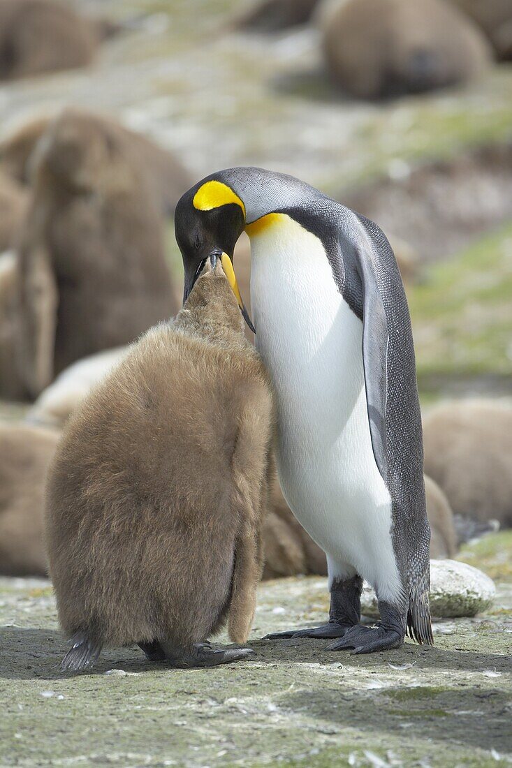 An adult King penguin (Aptenodytes patagonicus) feeding its chick, Volunteer Point, East Falkland, Falkland Islands, South Atlantic, South America