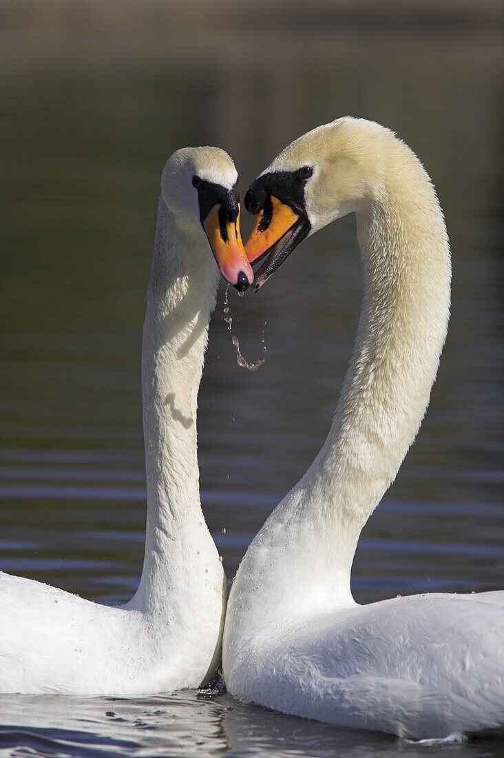 Mute swan pair, Cygnus olor, courting at Martin Mere Wildfowl and Wetlands Trust nature reserve, Burscough, Lancashire, England, United Kingdom, Europe