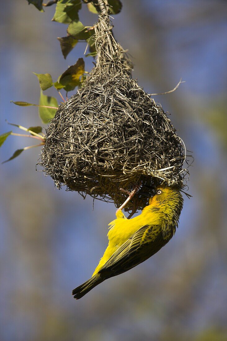 Cape weaver, Ploceus capensis, at nest, Western Cape, South Africa, Africa