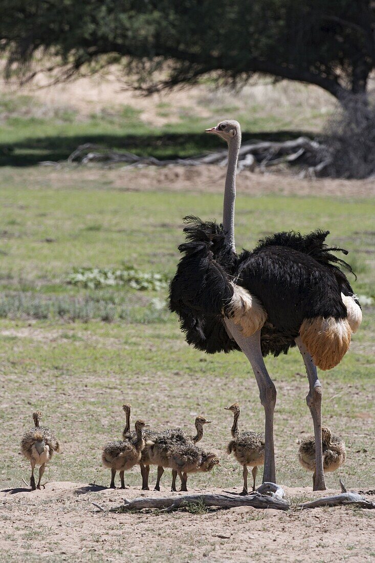 Ostrich (Struthio camelus), male with chicks, Kgalagadi Transfrontier Park, Northern Cape, South Africa, Africa