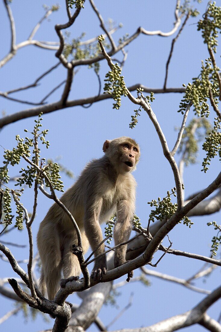 Rhesus macaque monkey (Macaca mulatta), Bandhavgarh National Park, Madhya Pradesh state, India, Asia