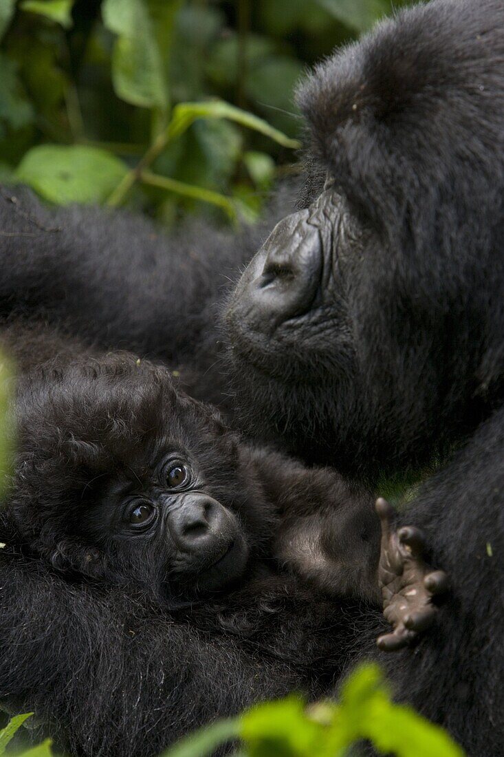 Mountain gorilla (Gorilla gorilla beringei) with her young baby, Rwanda (Congo border), Africa