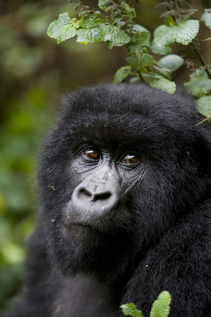 Mountain gorilla (Gorilla gorilla beringei), Rwanda (Congo border), Africa