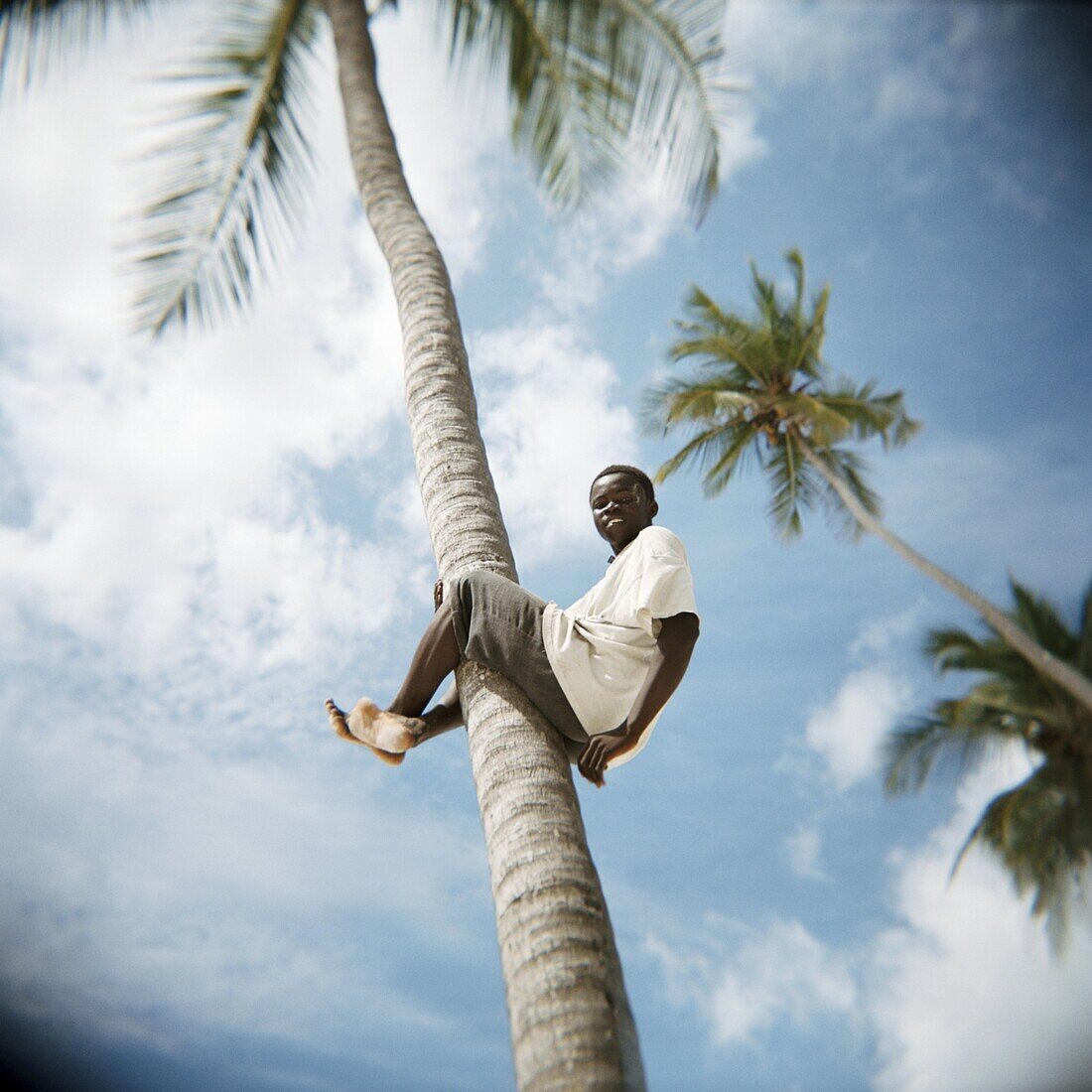 Boy climbing palm tree, Jambiani, Zanzibar, Tanzania, East Africa, Africa