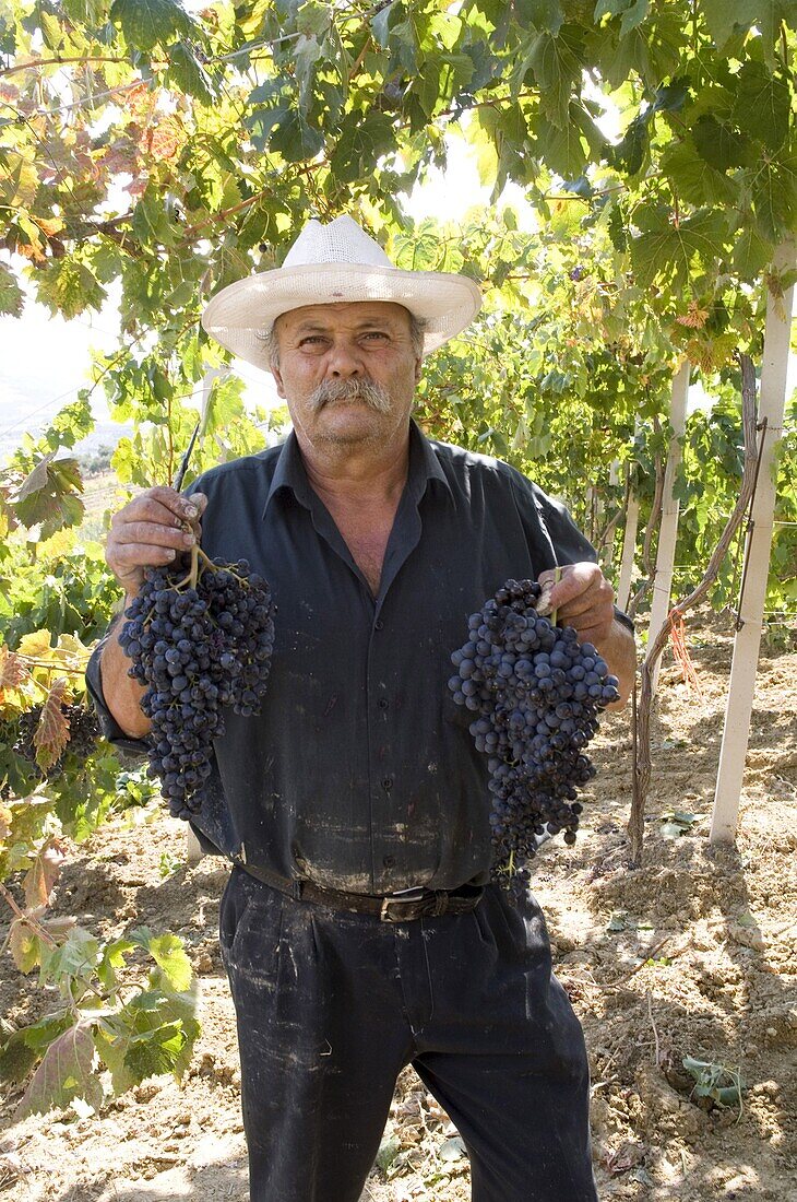 Wine maker holding grapes, Dafnes, in the mountains above Heraklion, Crete, Greek Islands, Greece, Europe