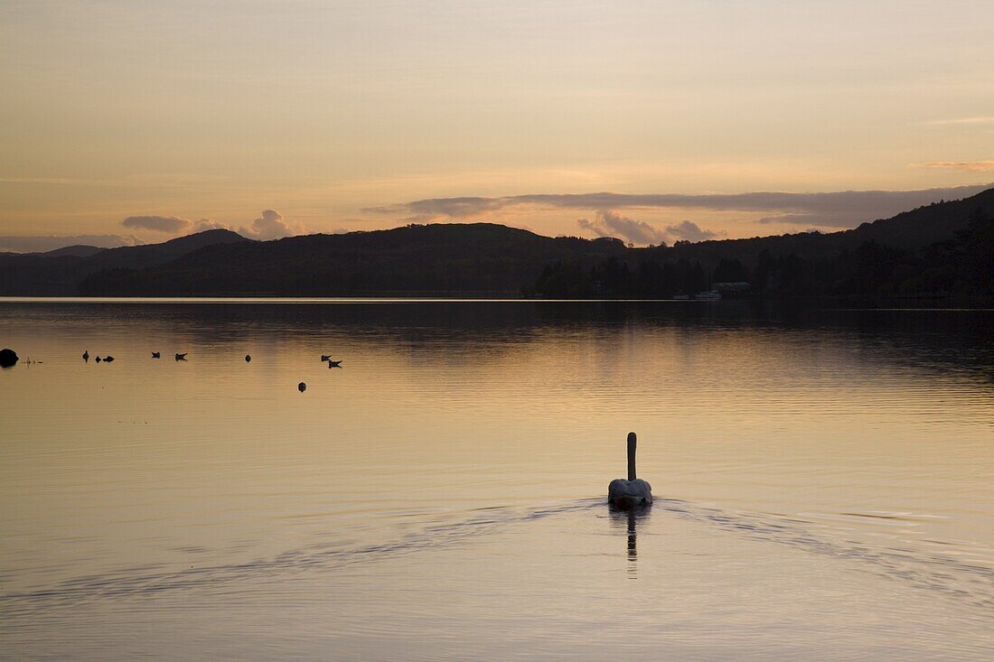 Swan swimming at sunset on Coniston Water in autumn, Coniston, Lake District National Park, Cumbria, England, United Kingdom, Europe