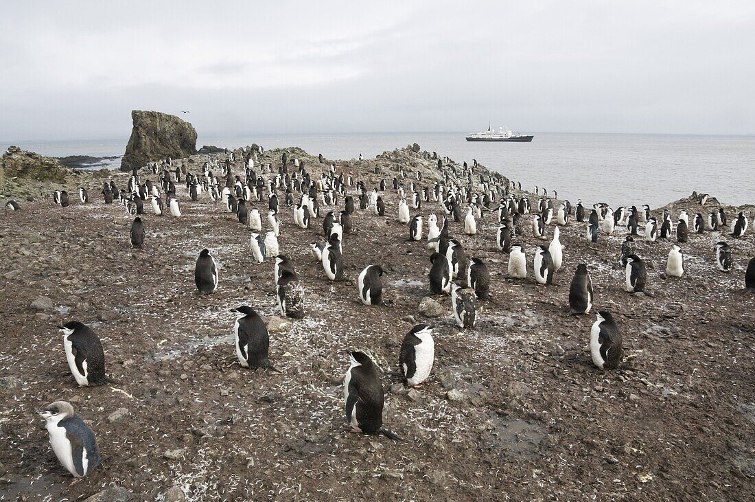 Chinstrap penguins, Hannah Point, Livingstone Island, South Shetland Islands, Polar Regions