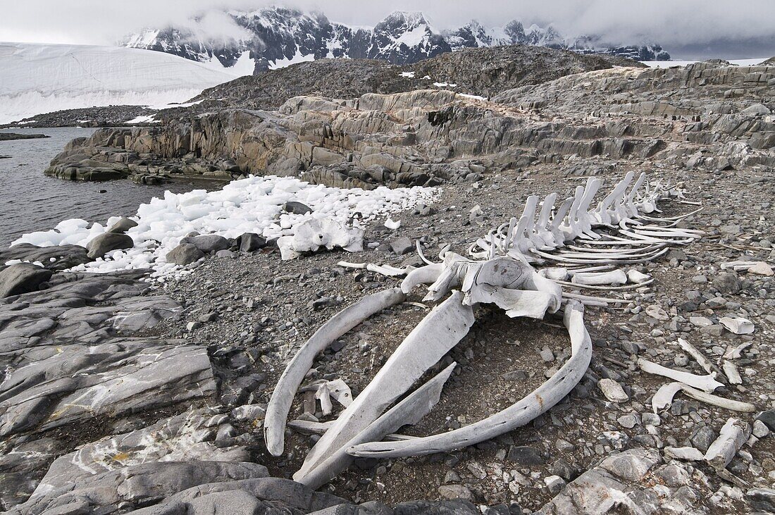 Old whale skeleton, Jougla Point near Port Lockroy, Antarctic Peninsula, Antarctica, Polar Regions