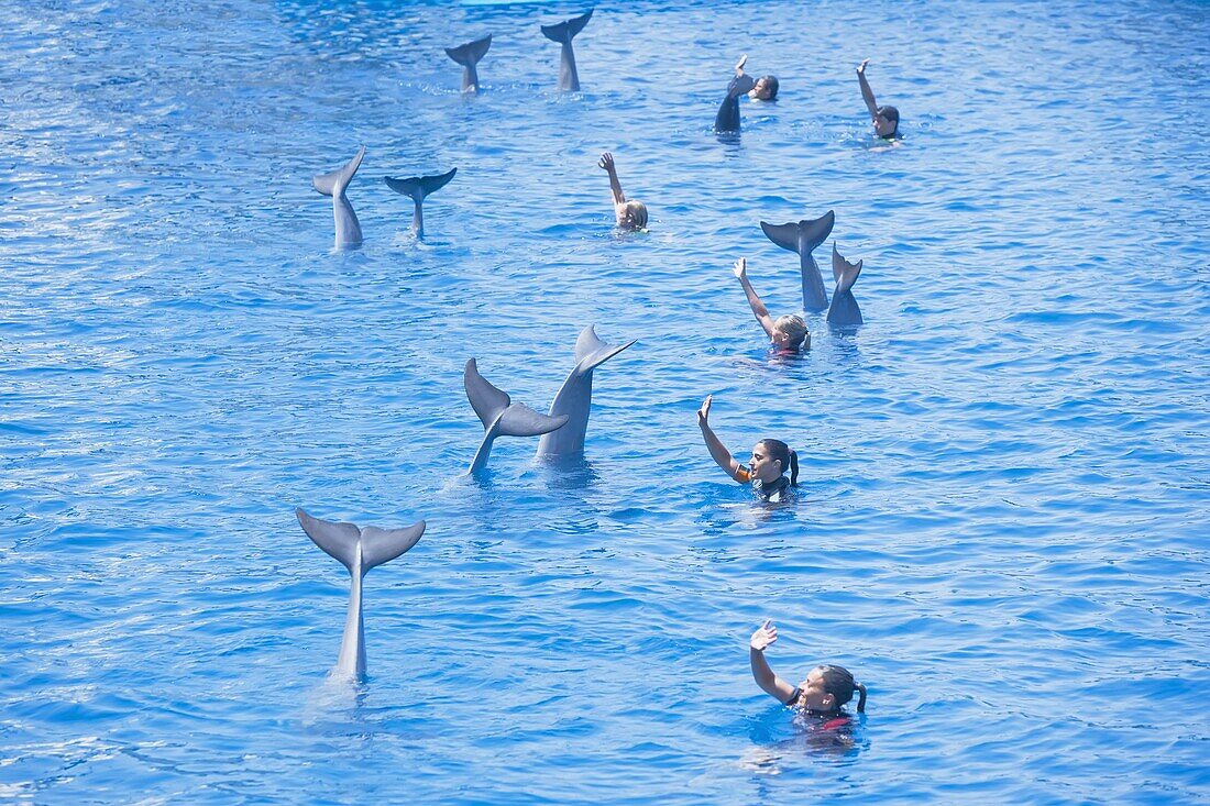 Dolphins and their instructors saying goodbye, dolphin show performed at the Oceanografic, City of Arts and Sciences, Valencia, Comunidad Autonoma de Valencia, Spain, Europe