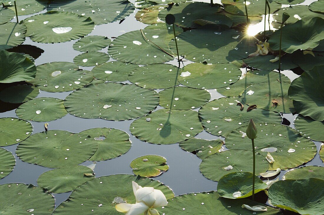 Water liliy at Yuanmingyuan (Old Summer Palace), Beijing, China, Asia