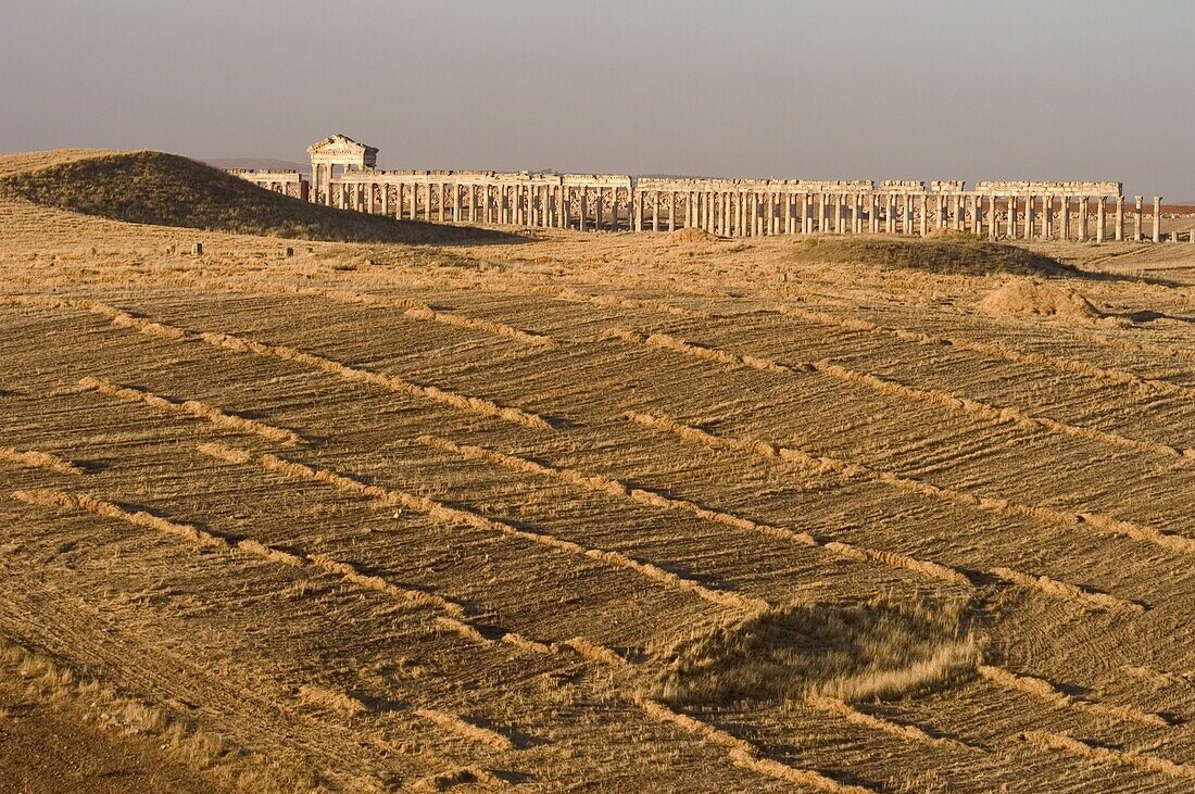 Archaelogical site, Apamea (Qalat at al-Mudiq), Syria, Middle East