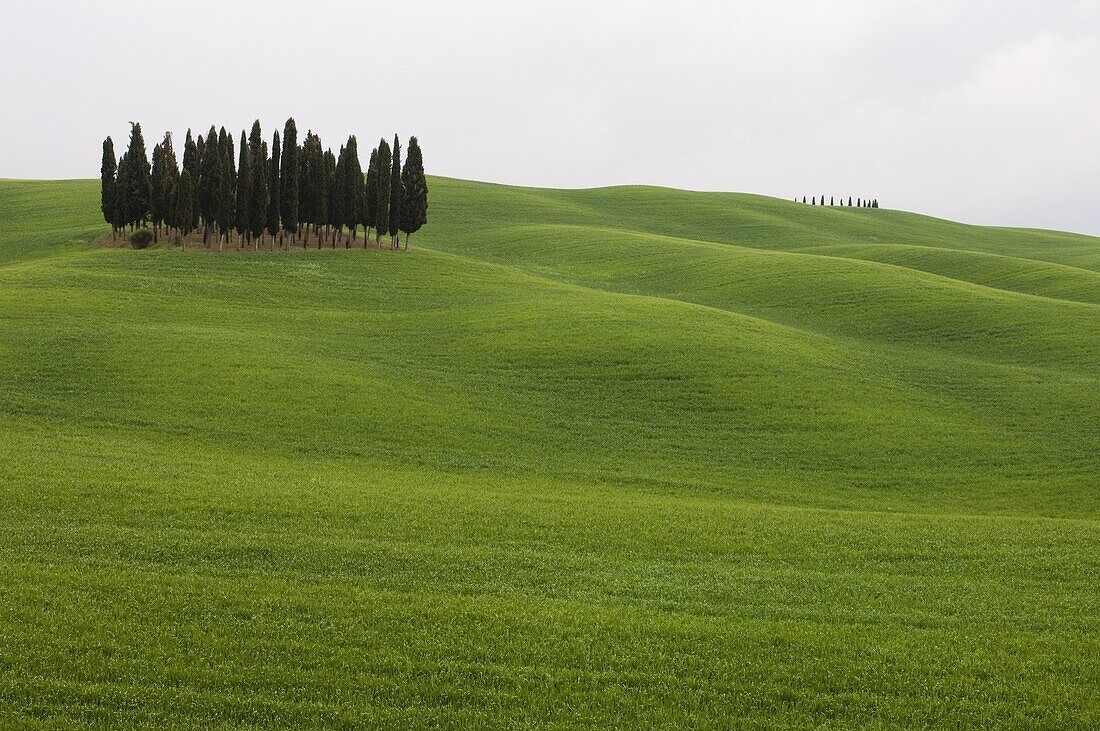 Cypress trees near San Quirico d'Orcia, Val d'Orcia, Siena province, Tuscany, Italy, Europe