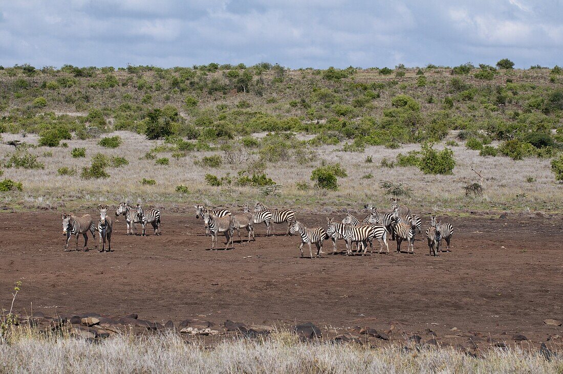 Common and Grevy's Zebras (Equus quagga) (Equus grevyi), Loisaba Wilderness Conservancy, Laikipia, Kenya, East Africa, Africa
