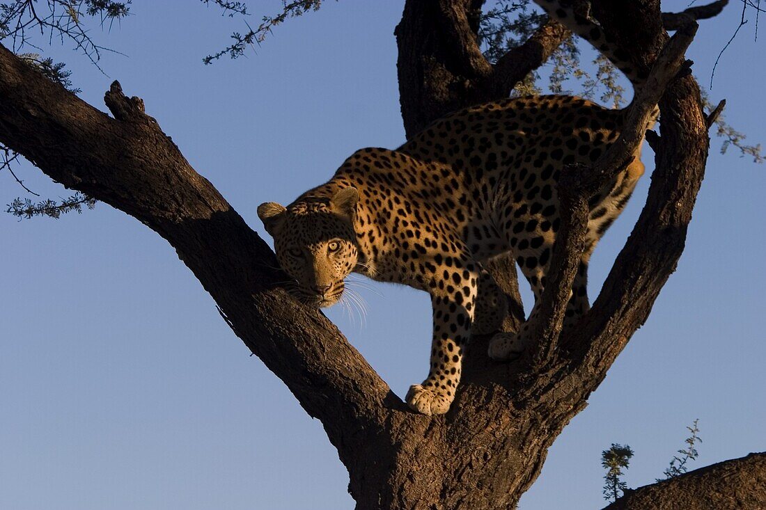 Leopard, Panthera pardus, Duesternbrook Private Game Reserve, Windhoek, Namibia, Africa