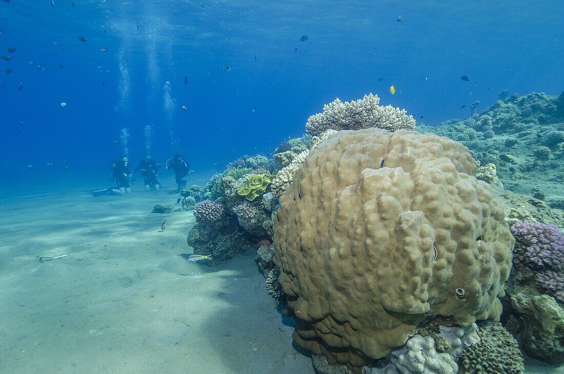 Coral reef and three scuba divers, Naama Bay, Sharm el-Sheikh, Red Sea, Egypt, North Africa, Africa