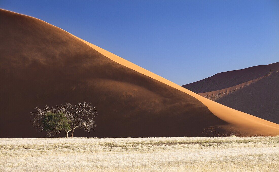 Side view of Dune 45 showing sand blowing in the wind and the sunlit ridge against blue sky, Namib Desert near Sesriem, Namib Naukluft Park, Namibia, Africa