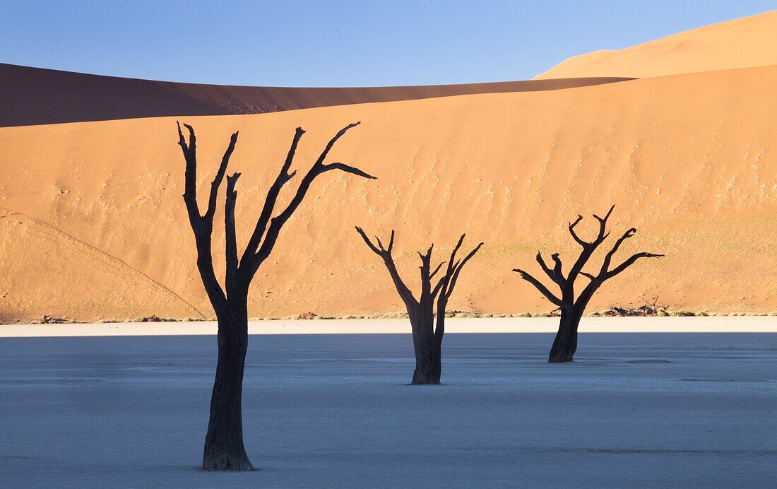 Dead camelthorn trees said to be centuries old in silhouette against towering orange sand dunes bathed in morning light at Dead Vlei, Namib Desert, Namib Naukluft Park, Namibia, Africa