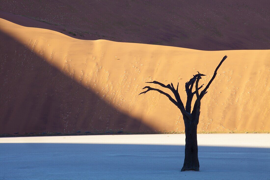 Dead camelthorn tree said to be centuries old in silhouette against towering orange sand dunes bathed in evening light at Dead Vlei, Namib Desert, Namib Naukluft Park, Namibia, Africa