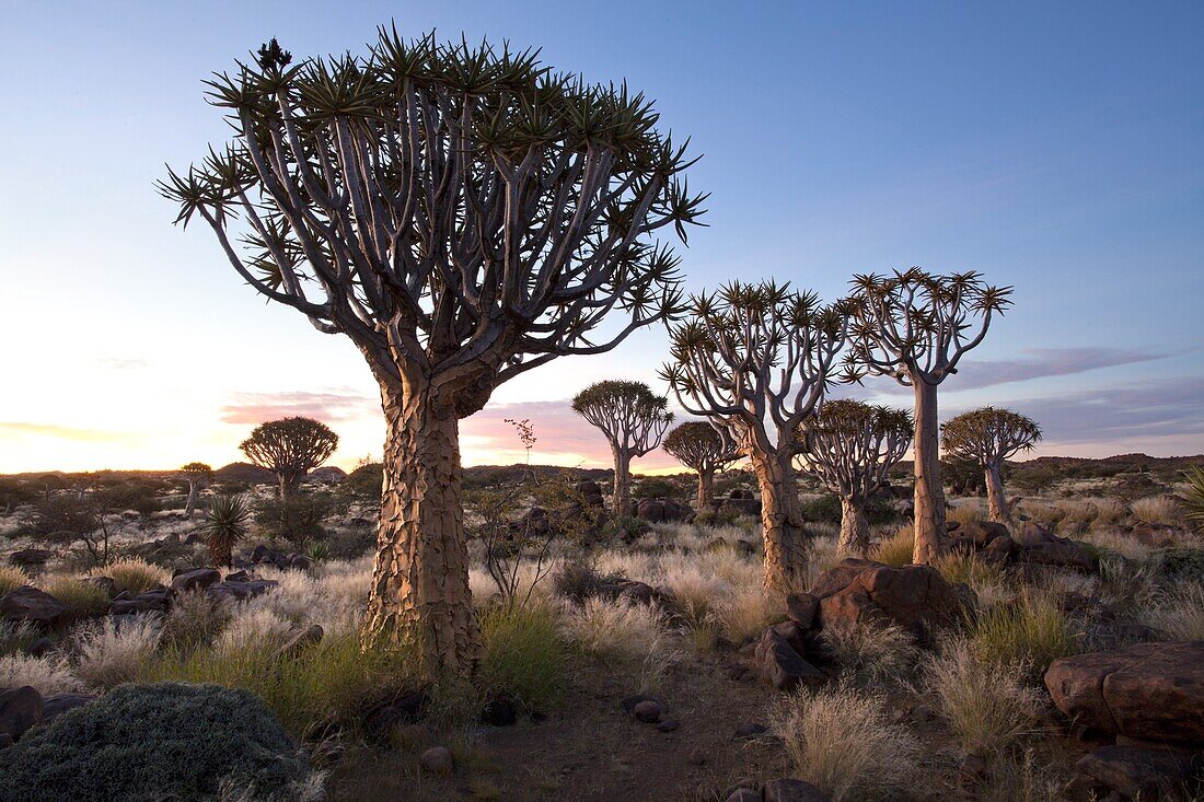 Quiver trees (Aloe Dichotoma), also referred to as Kokerboom, in the Quivertree Forest on Farm Gariganus near Keetmanshopp, Namibia, Africa