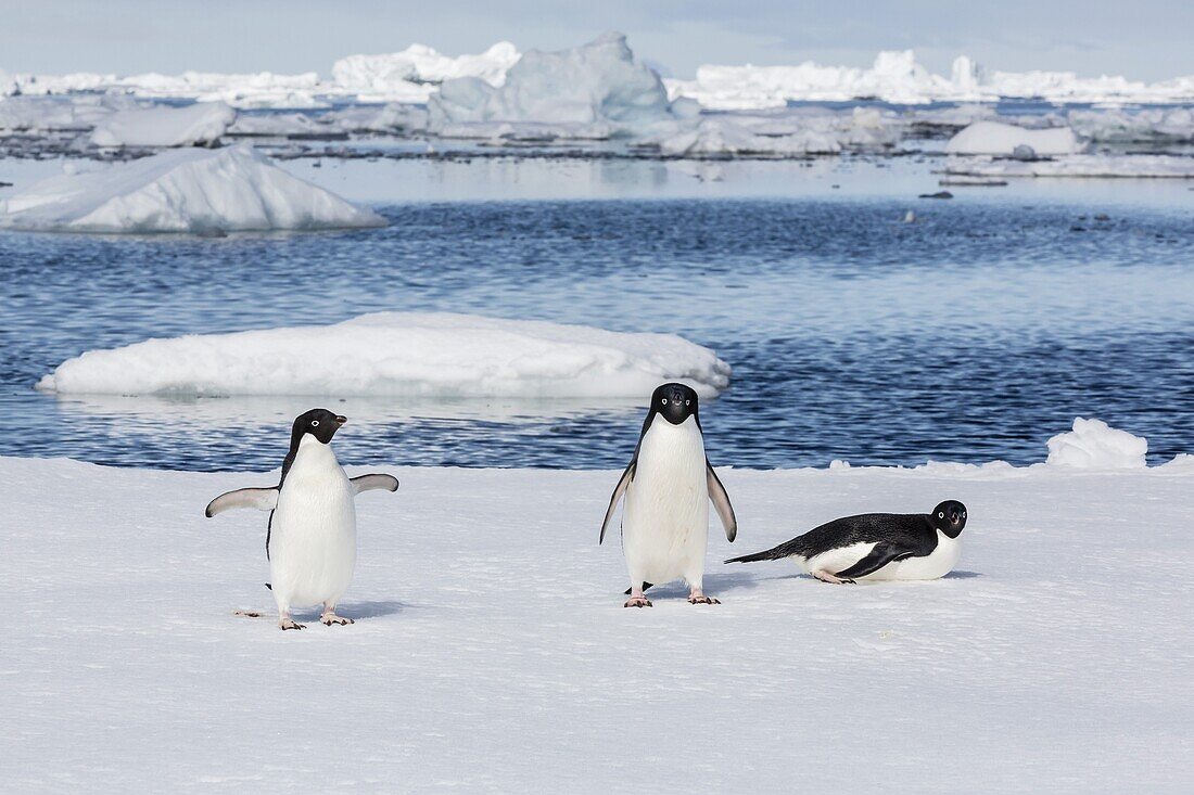 Adelie penguins (Pygoscelis adeliae), Yalour Islands, Antarctic Peninsula, Antarctica, Polar Regions