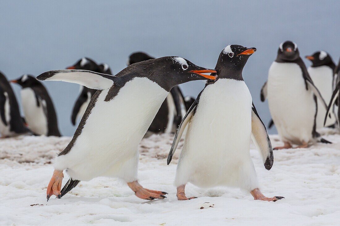 Adult gentoo penguins (Pygoscelis papua) aggression, Neko Harbor, Antarctica, Southern Ocean, Polar Regions