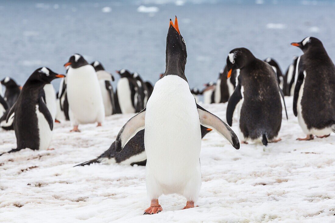 Adult gentoo penguins (Pygoscelis papua) courtship display, Neko Harbor, Antarctica, Southern Ocean, Polar Regions