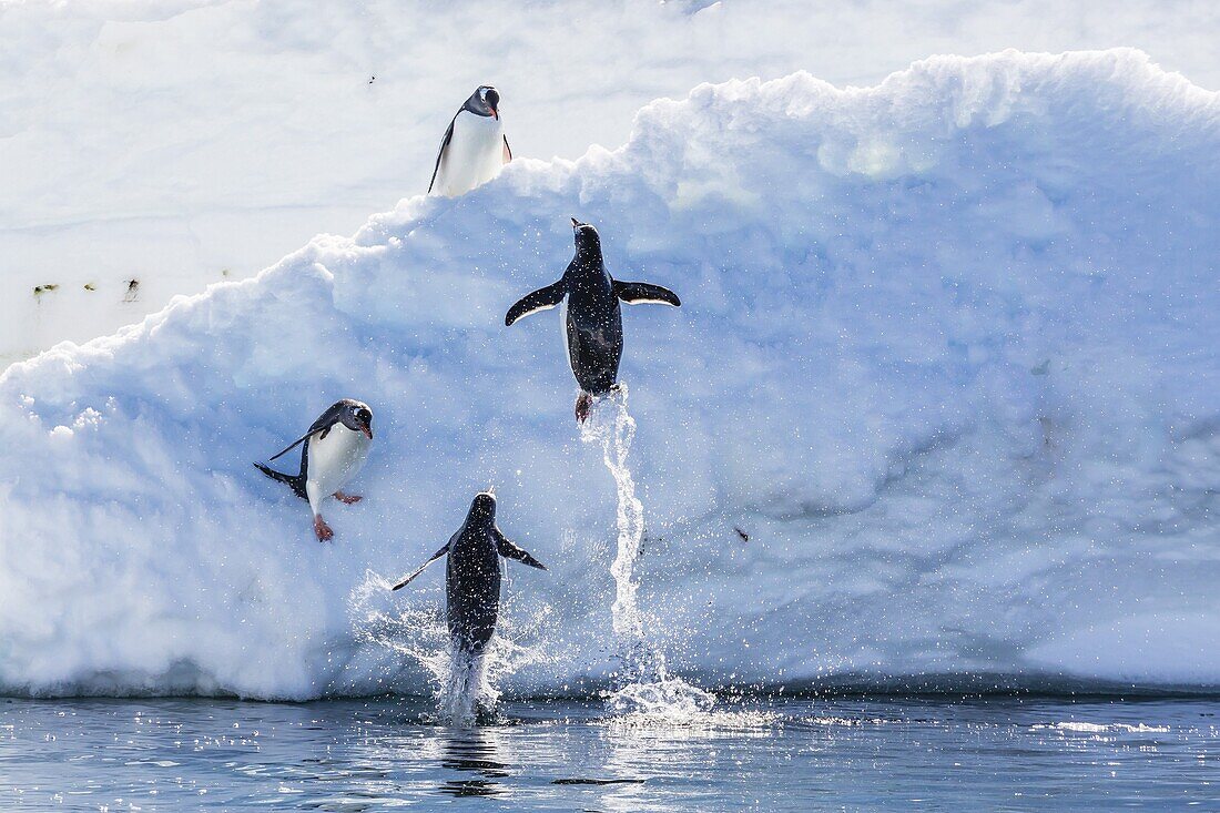 Adult gentoo penguins (Pygoscelis papua) leaping onto ice in Mickelson Harbor, Antarctica, Southern Ocean, Polar Regions