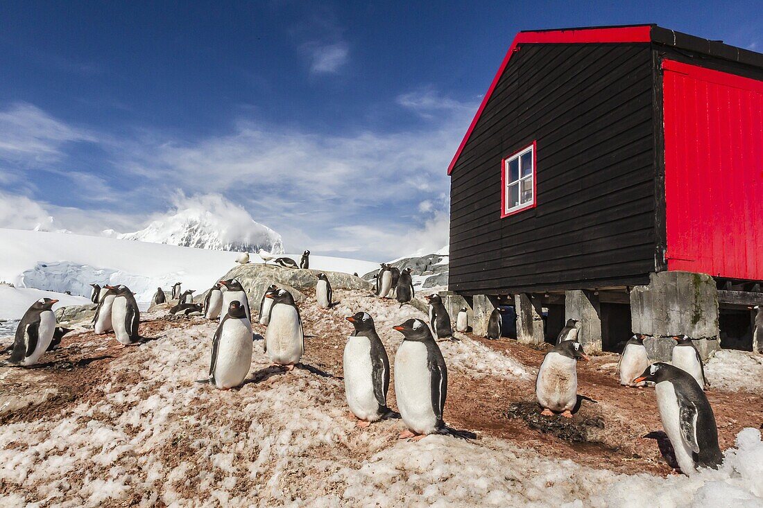 Gentoo penguins (Pygoscelis papua) surround the buildings at Port Lockroy, Antarctica, Southern Ocean, Polar Regions