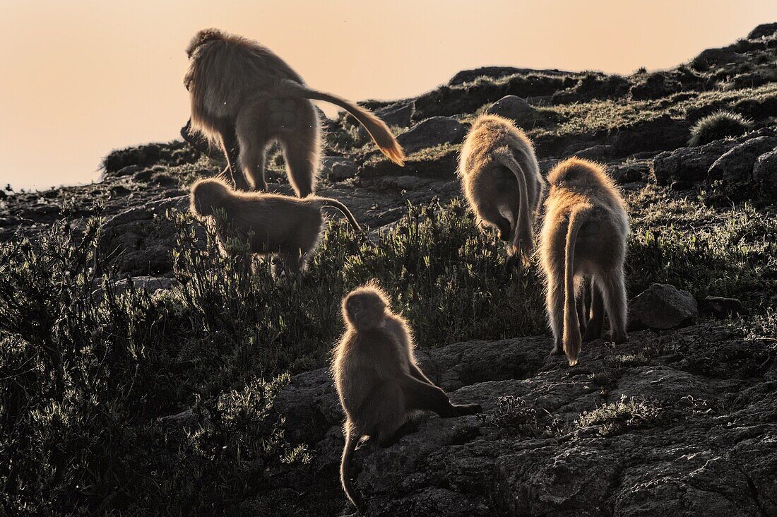 Gelada baboons (Theropithecus Gelada) on a cliff at sunset, Simien Mountains National Park, Amhara region, North Ethiopia, Ethiopia, Africa
