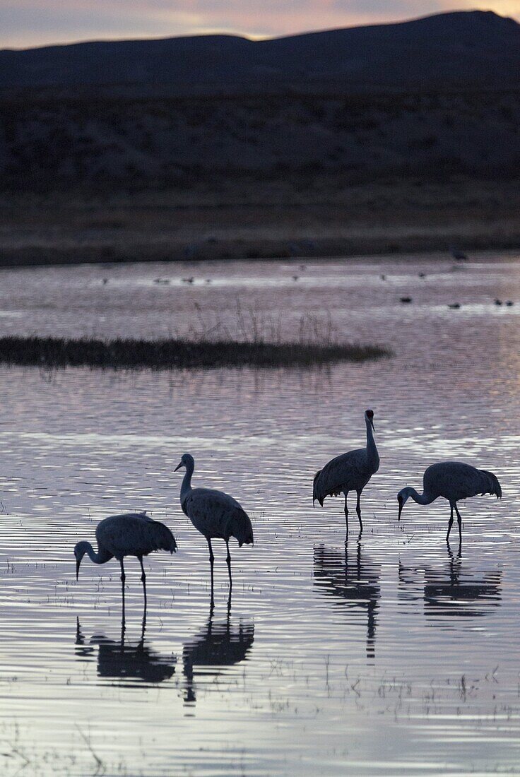 Greater sandhill cranes (Grus canadensis tabida) at sunset, Bosque del Apache National Wildlife Refuge, New Mexico, United States of America, North America