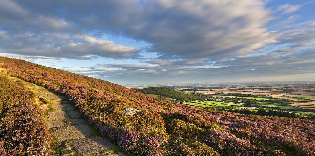 The heather clad Cleveland Way, Little Bonny Cliff and  Whorl Hill, North Yorkshire, Yorkshire, England, United Kingdom, Europe