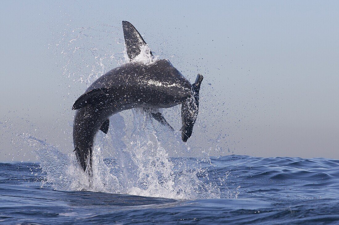 Great white shark (Carcharodon carcharias), Seal Island, False Bay, Simonstown, Western Cape, South Africa, Africa