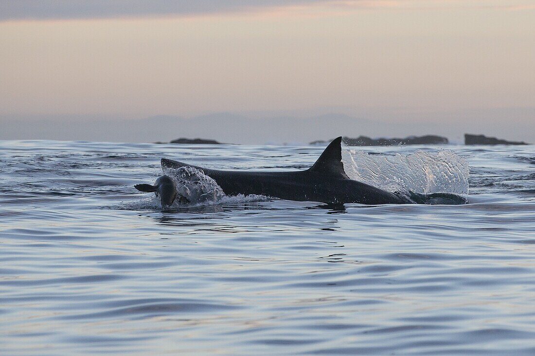 Great white shark (Carcharodon carcharias), Seal Island, False Bay, Simonstown, Western Cape, South Africa, Africa