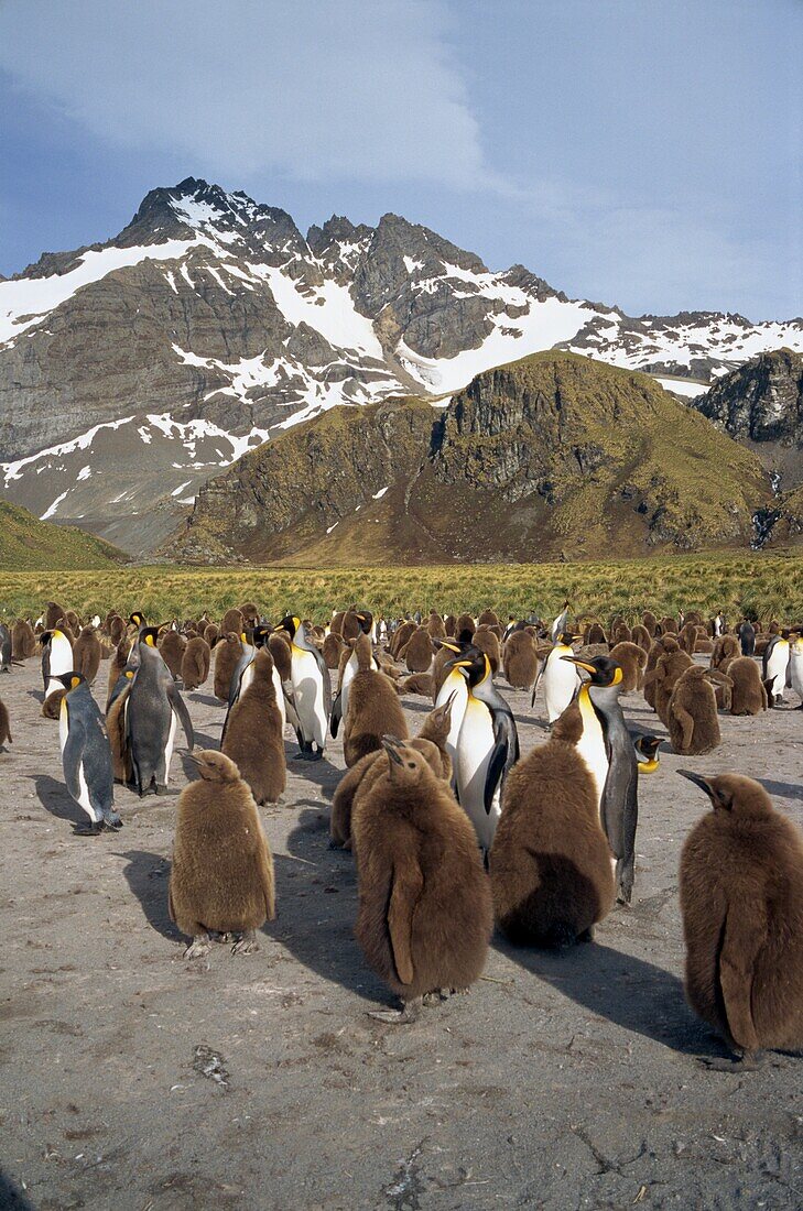 King penguins and chicks in a rookery, with mountains in the background, on South Georgia, South Atlantic, Polar Regions