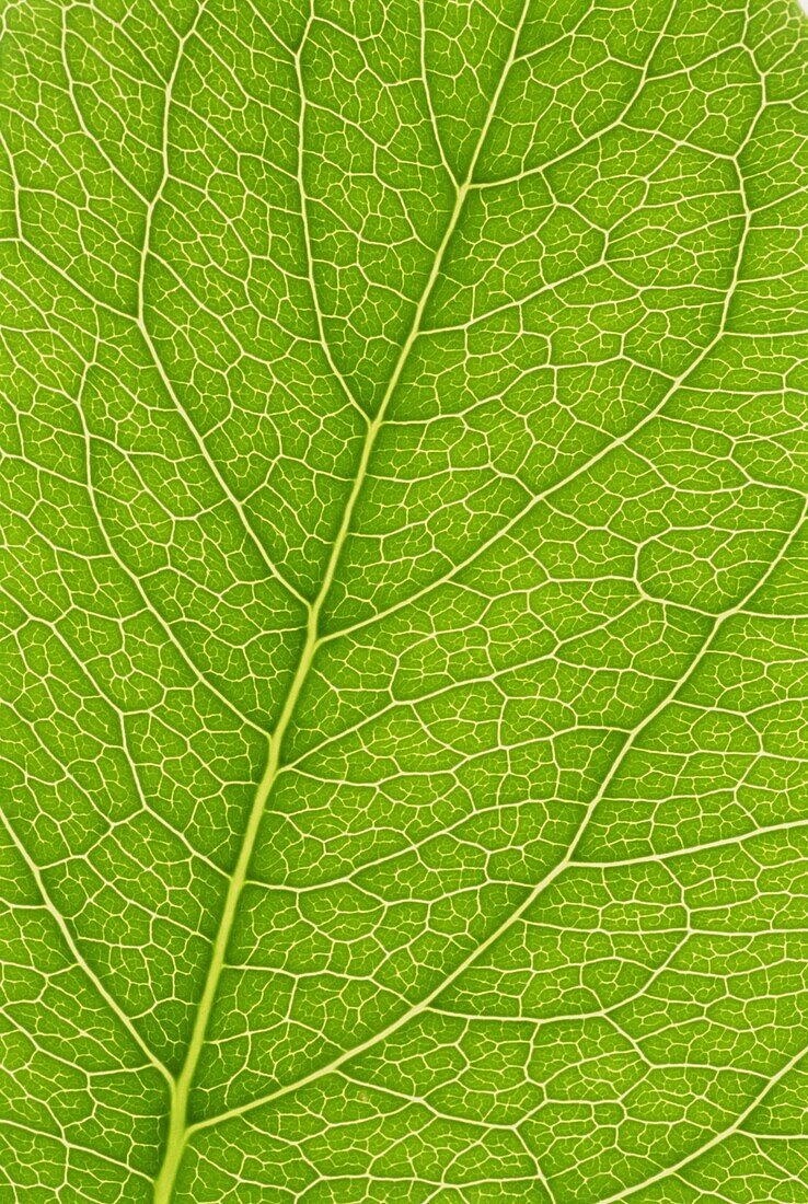 Backlit leaves showing details of veins and cells
