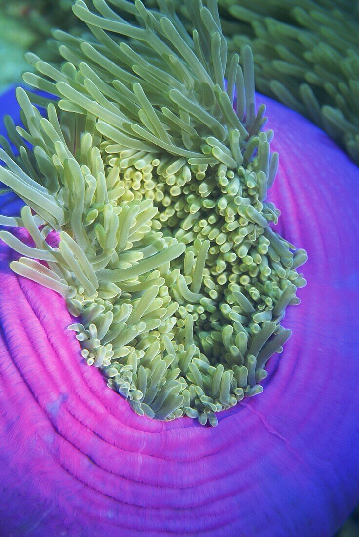 Giant sea anemone, Similan Island, Thailand, Southeast Asia, Asia