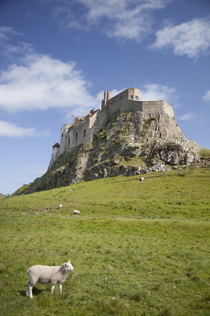 Lindisfarne Castle and sheep, Lindisfarne or Holy Island,  Northumberland, England, United Kingdom, Europe