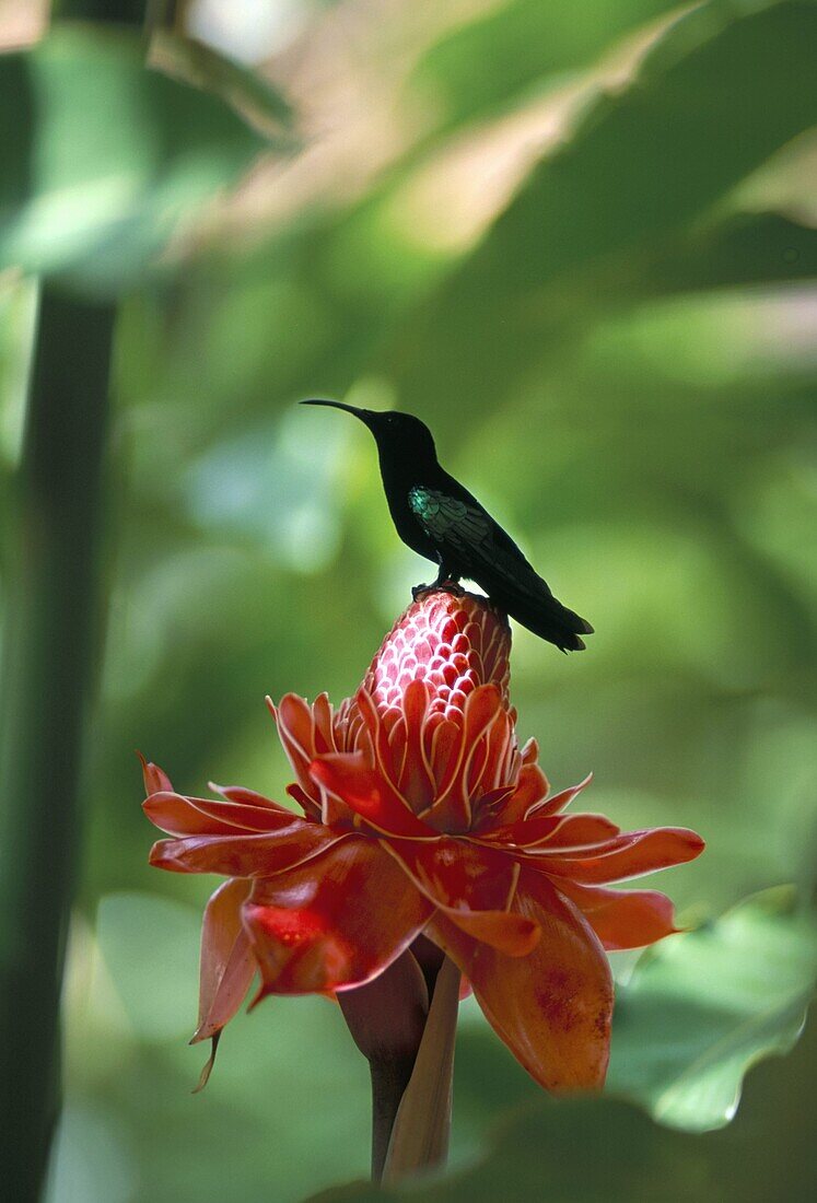Blue headed colibri bird, Ancient Domaine Limbe, Sainte Marie Commune, Martinique, French Antilles, Caribbean, Central America