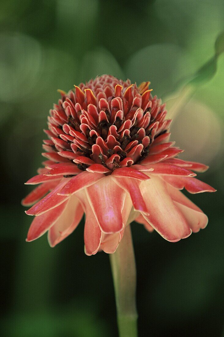 Torch ginger flower, St. Lucia, Windward Islands, West Indies, Caribbean, Central America