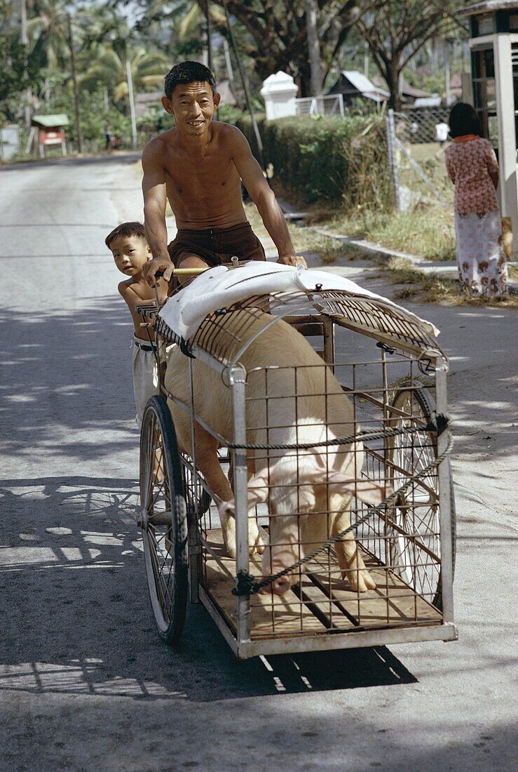 Man transporting his pig on a tricycle, Langkawi Island, Malaysia, Southeast Asia, Asia