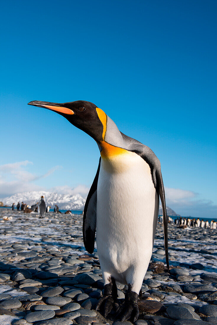 King penguin (Aptenodytes patagonicus) on beach, Salisbury Plain, South Georgia Island, Antarctica