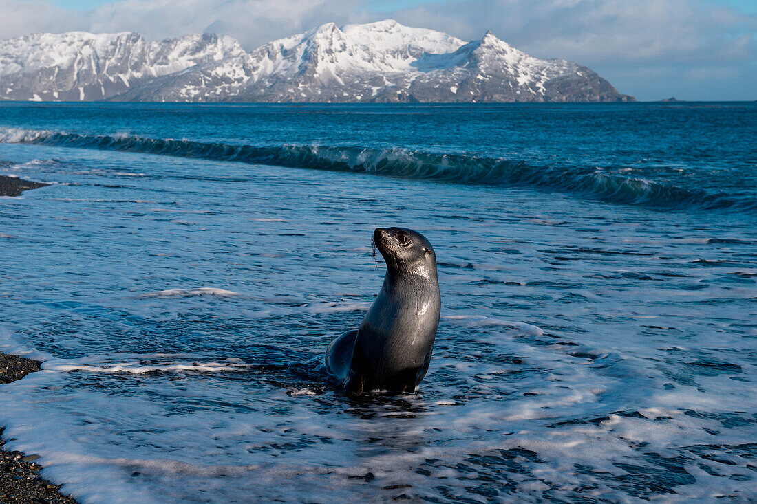 Seebär an Wasserkante von Strand mit schneebedeckten Bergen im Hintergrund, Salisbury Plain, Südgeorgien, Antarktis